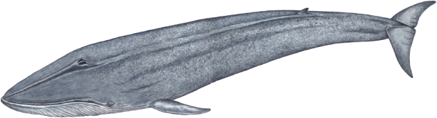 Baleia-azul - Balaenoptera musculus