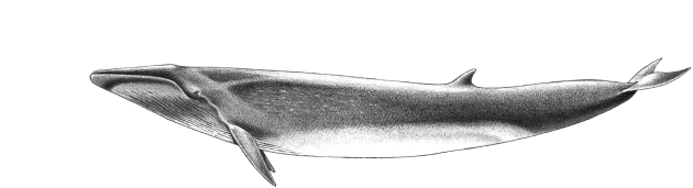 Baleia-comum - Balaenoptera physalus