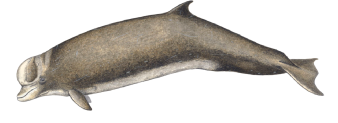 Baleia-de-bico-de-garrafa - Hyperoodon ampullatus