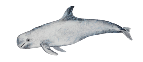 Golfinho-de-risso - Grampus griseus